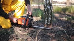 Best Tree Cabling and Bracing  in Grasonville, MD