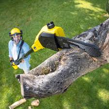 Best Fruit Tree Pruning  in Grasonville, MD