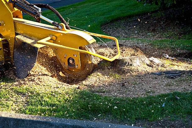 Best Tree and Shrub Care  in Grasonville, MD